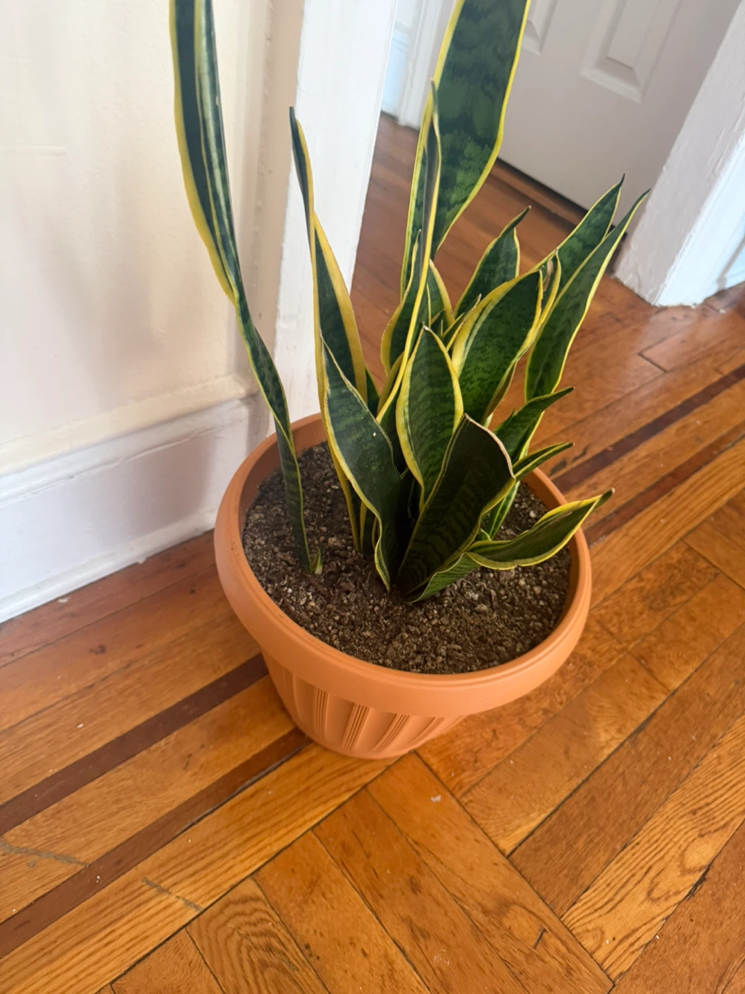Snake Plant in Terra Cotta Pot