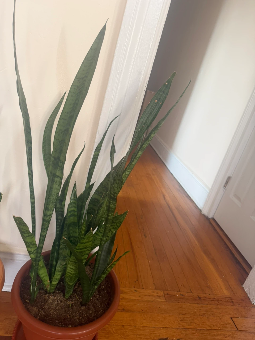 Snake Plant in Terracotta Pot - photo 3
