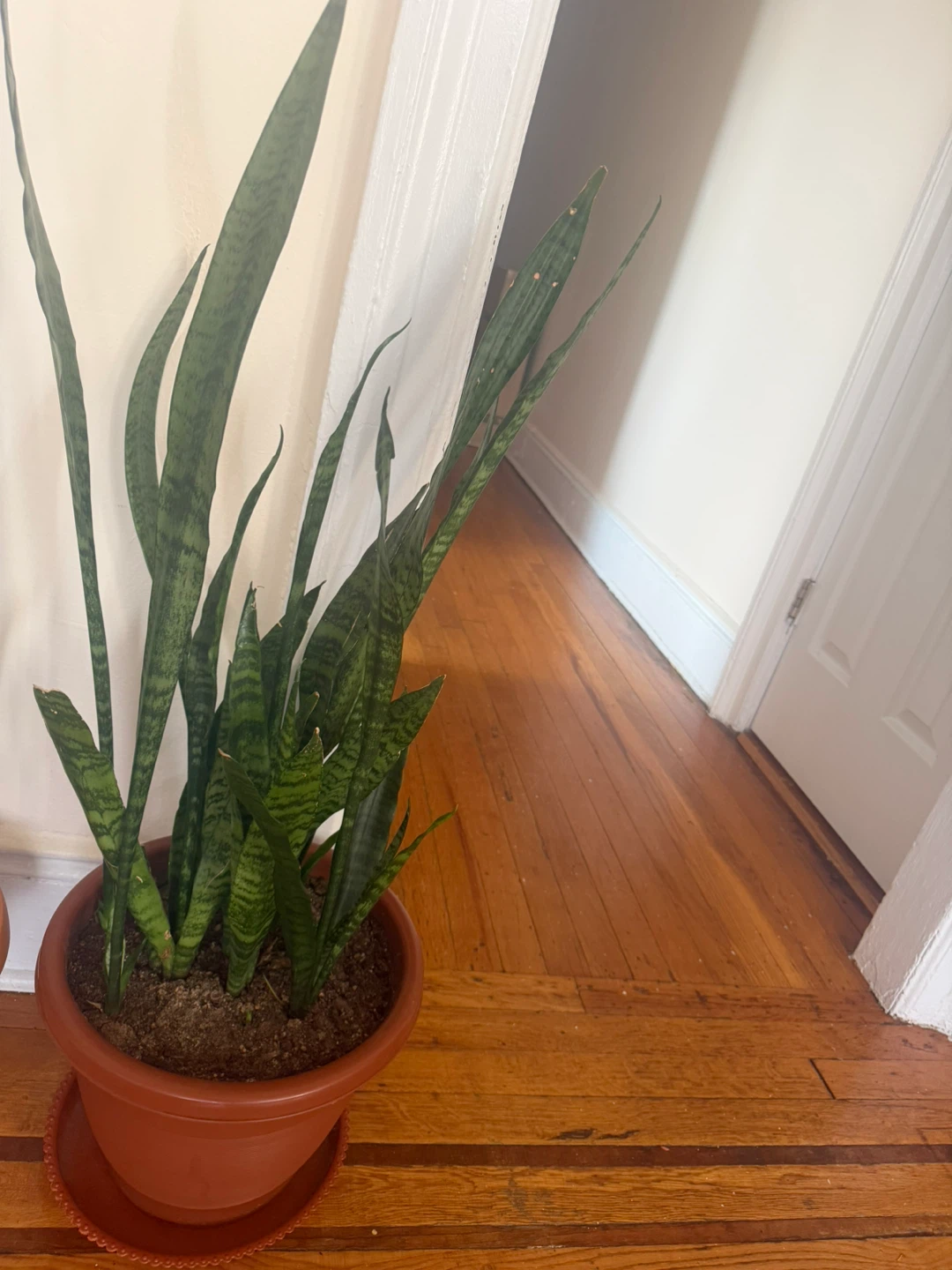 Snake Plant in Terracotta Pot - photo 2