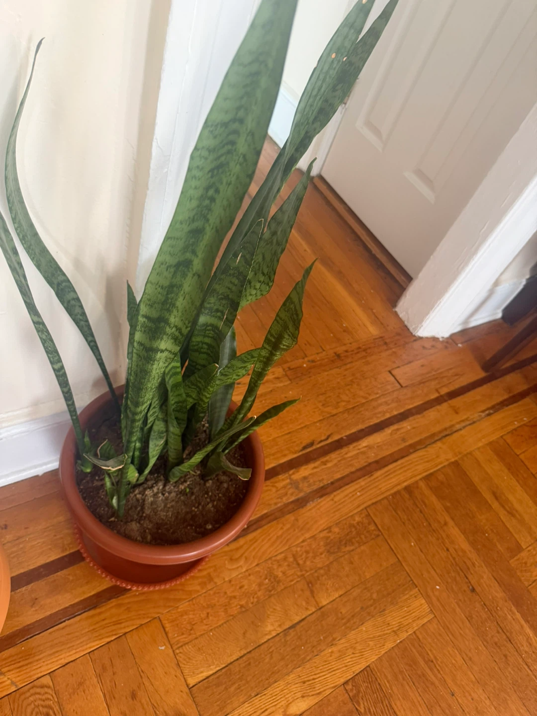 Snake Plant in Terracotta Pot
