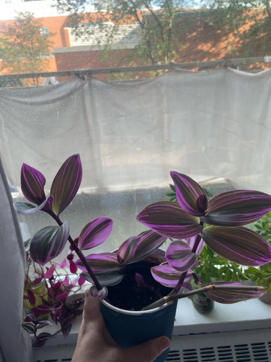 Tradescantia Nanouk Plant