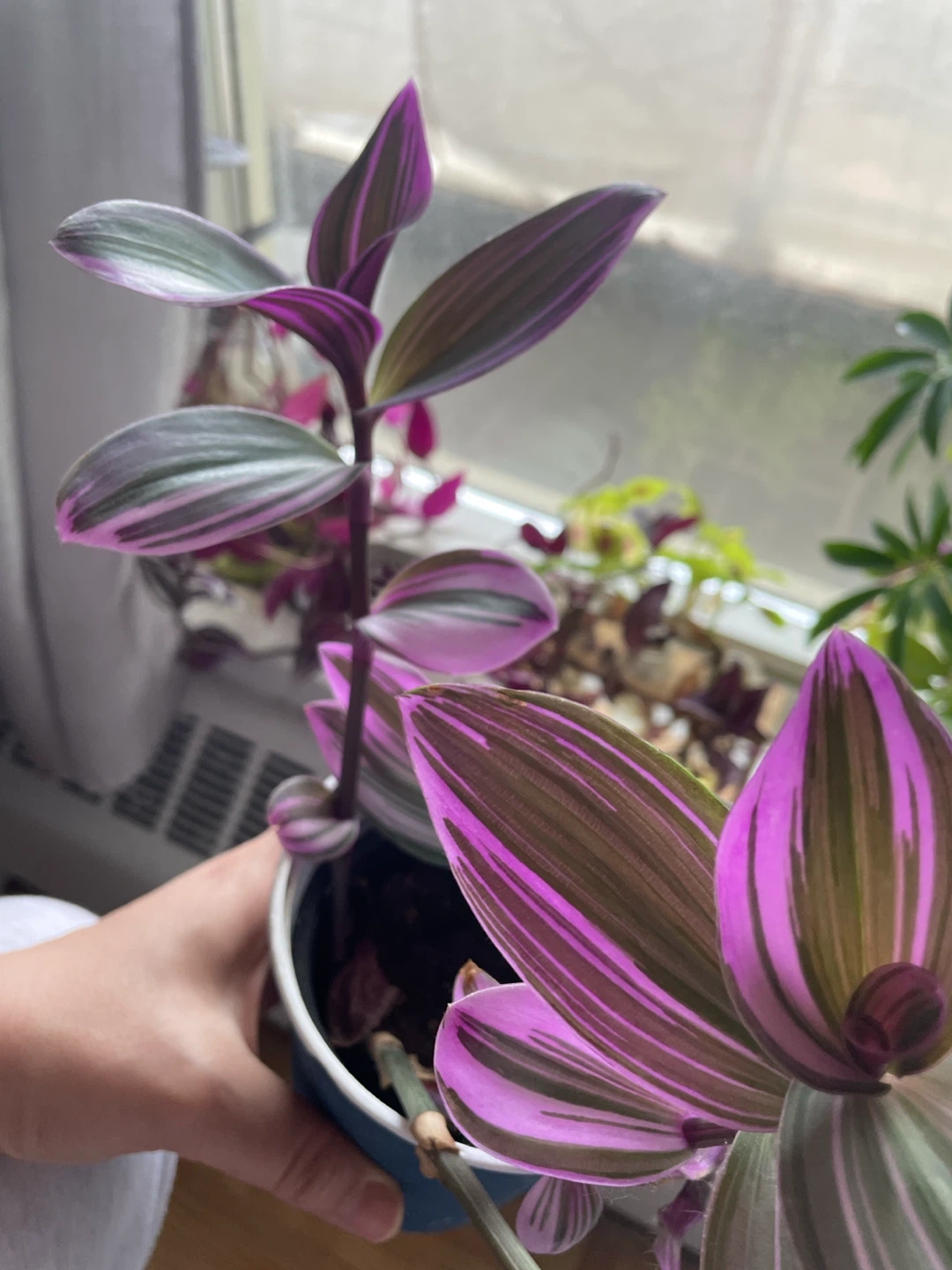 Tradescantia Nanouk Plant - photo 2