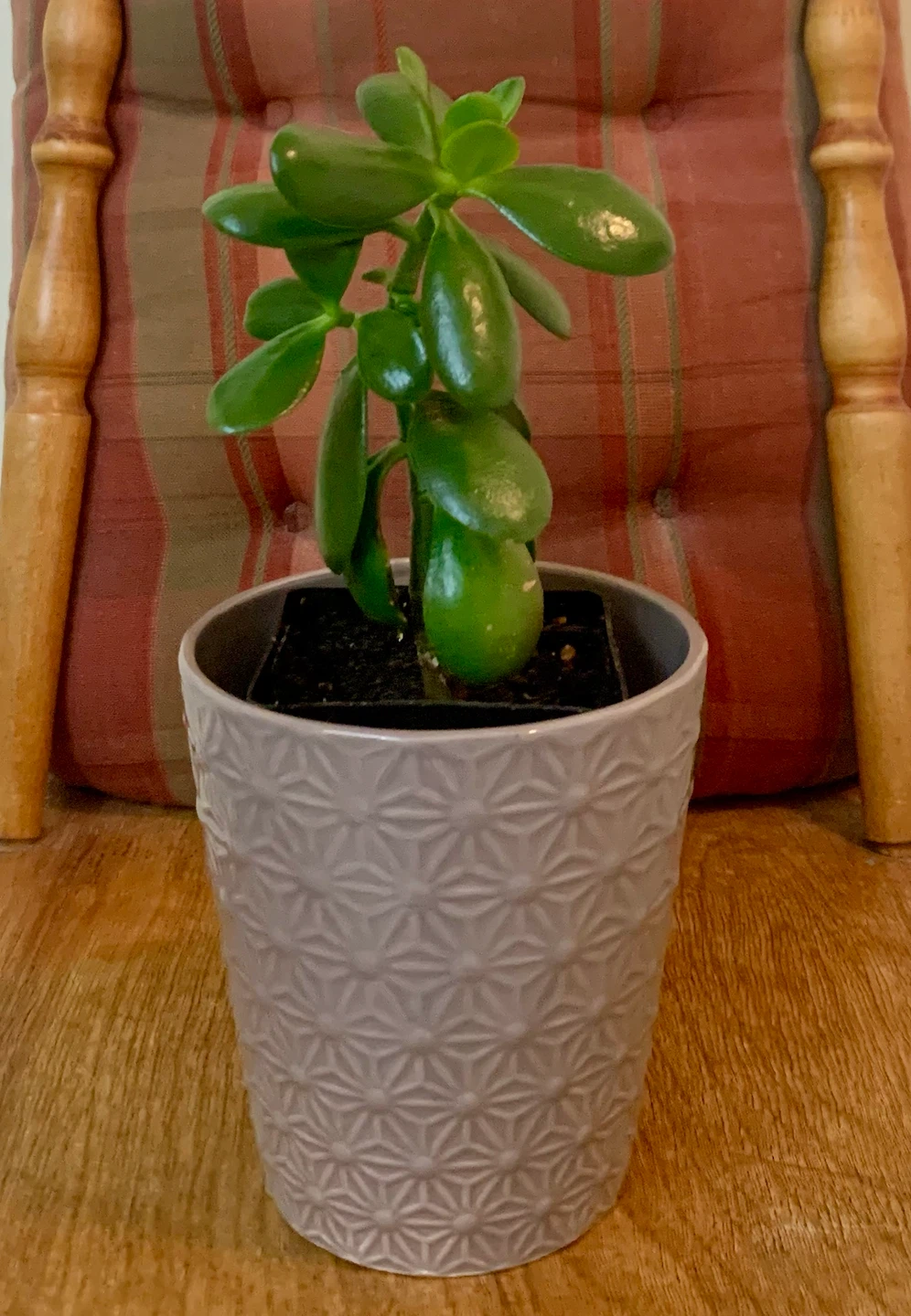 Jade Plant in 5” Decorative Pot - photo 2
