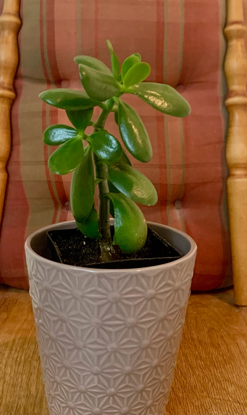 Jade Plant in 5” Decorative Pot