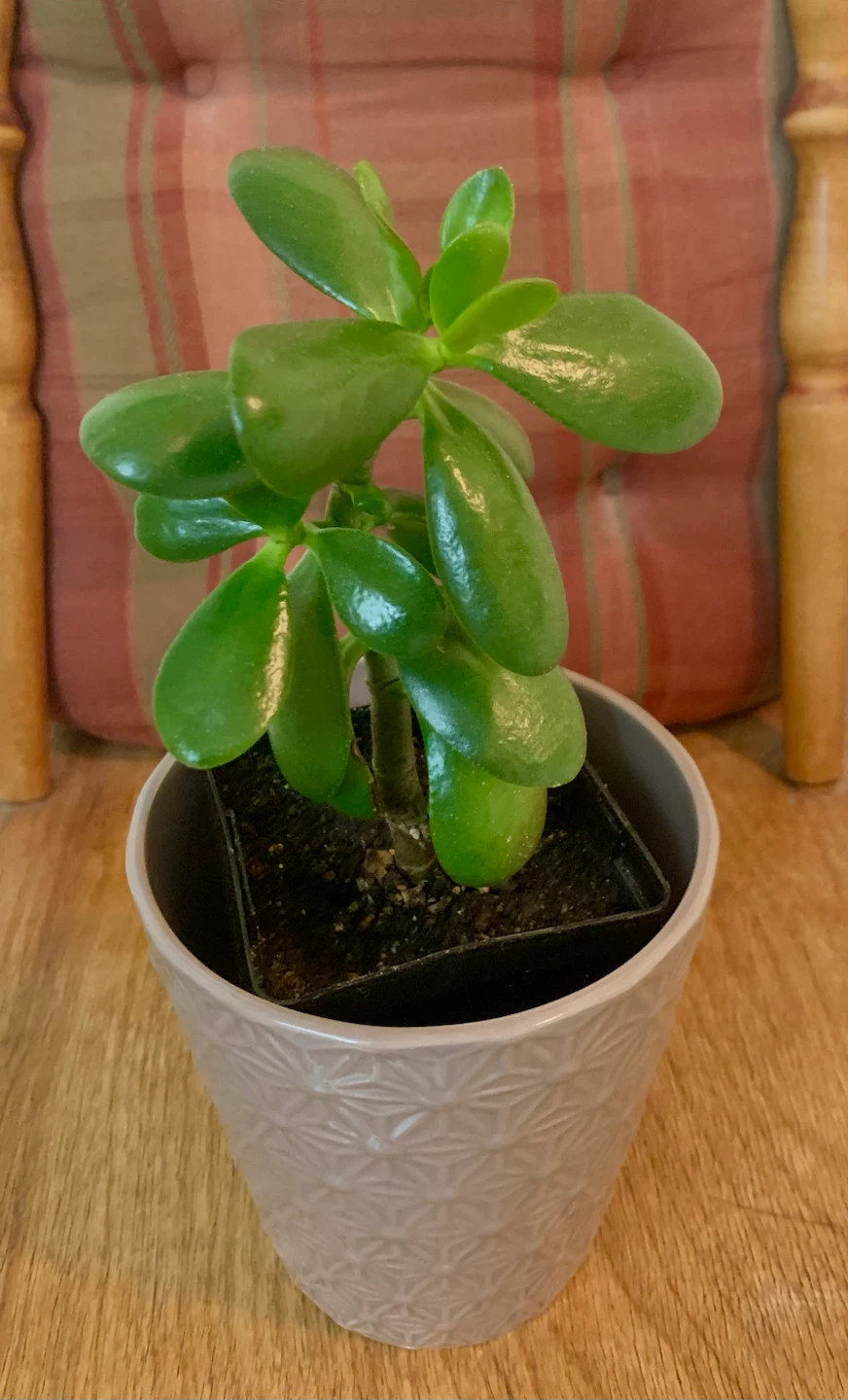 Jade Plant in 5” Decorative Pot - photo 3
