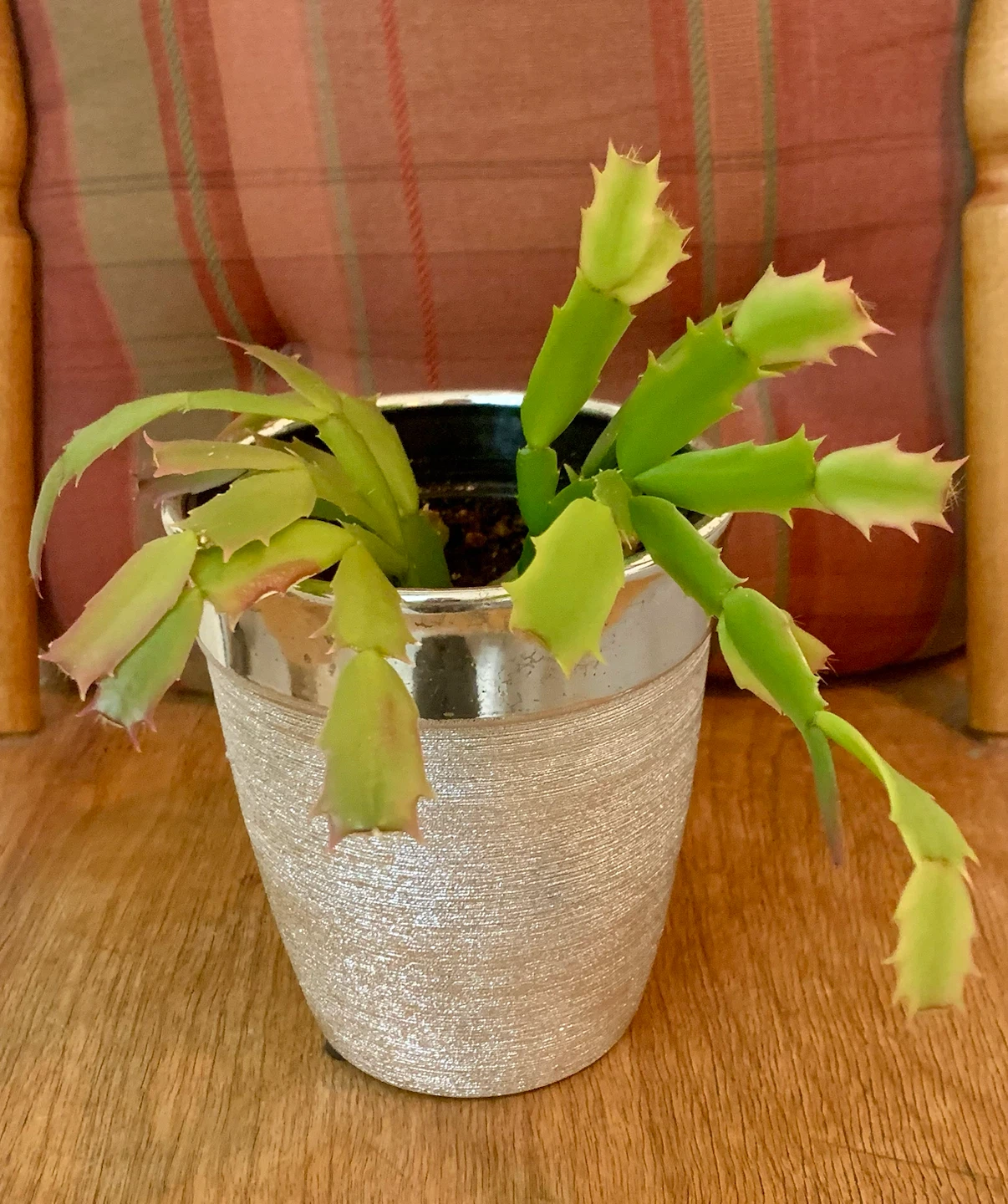 Thanksgiving Cactus Plant in 5” Decorative Pot
