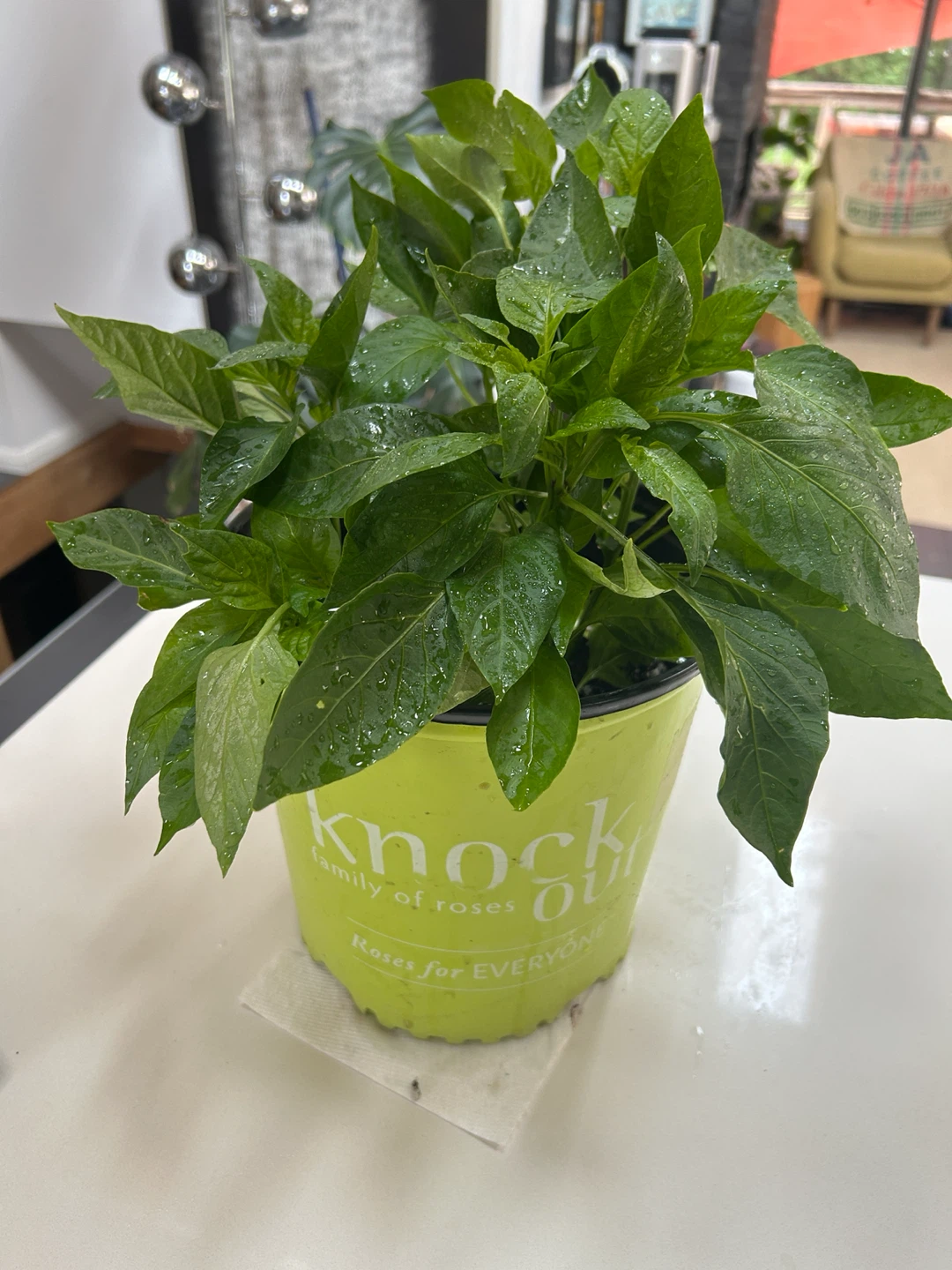 Healthy pepper plants growing together in one pot