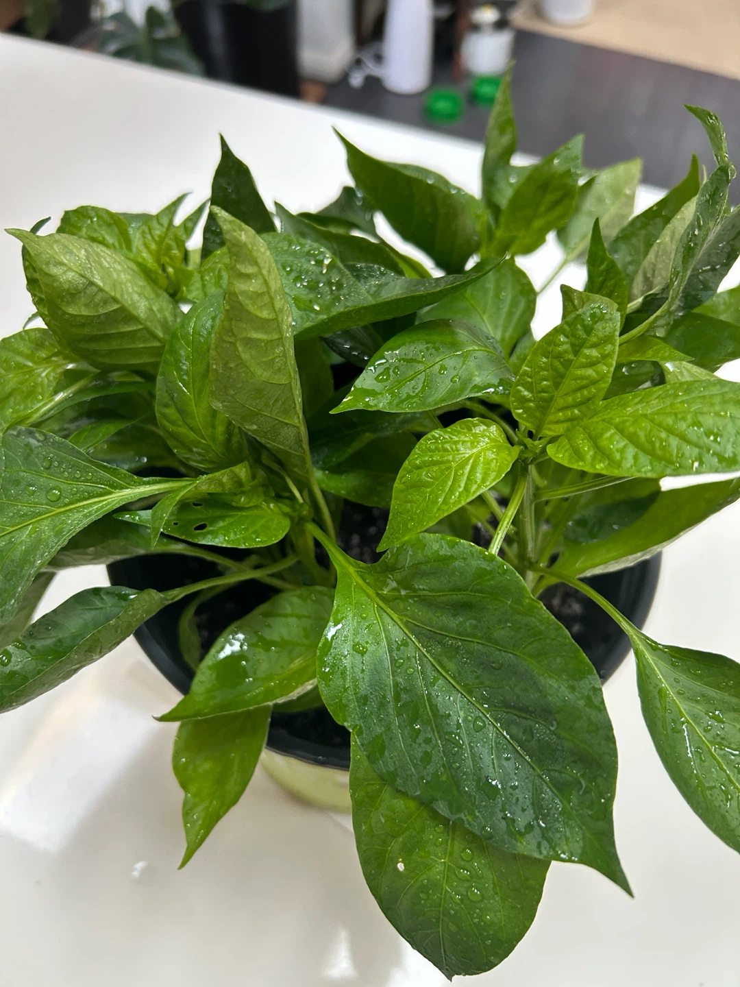 Healthy pepper plants growing together in one pot - photo 2