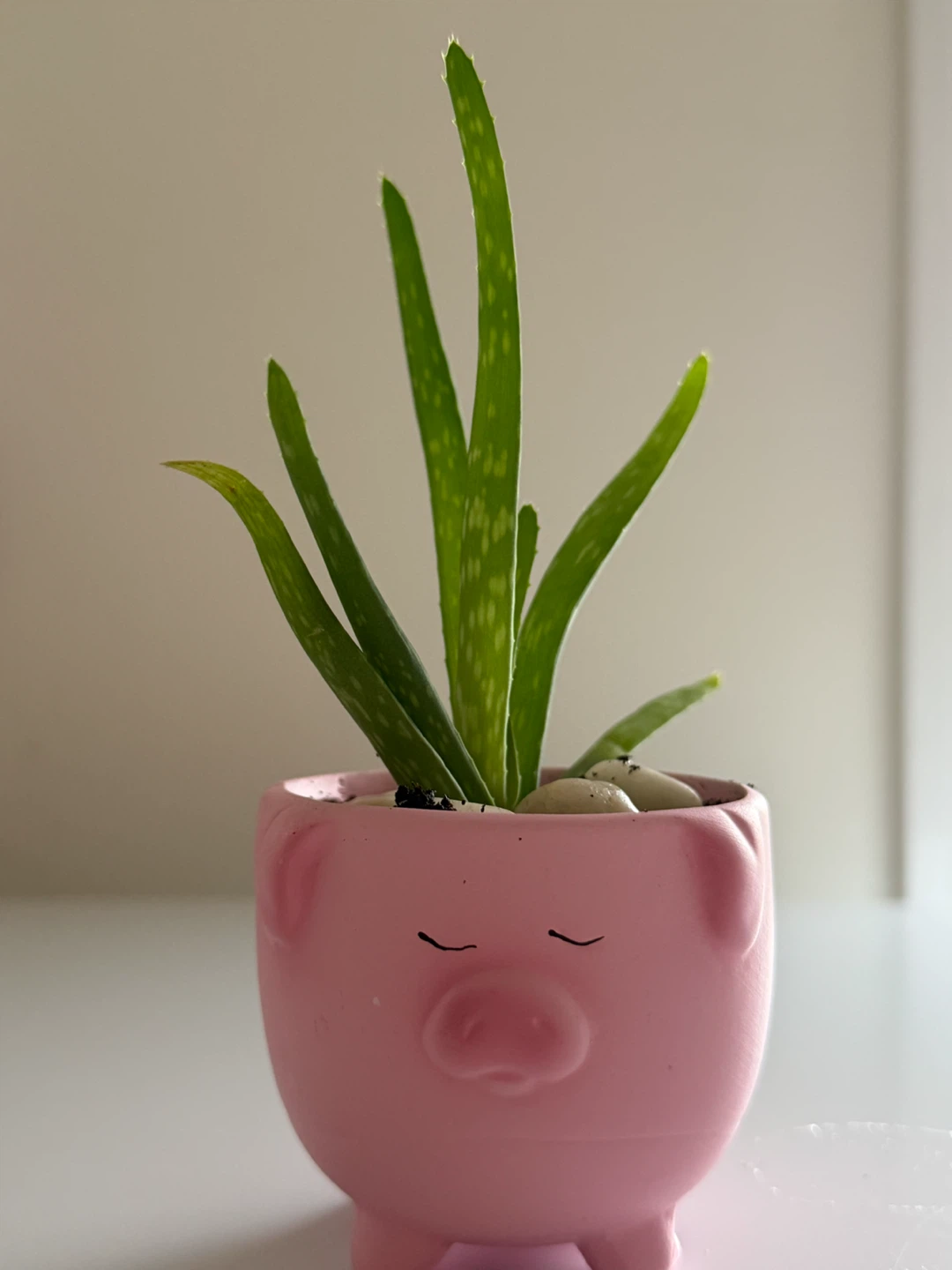 Cute Animal Planters with Aloe Vera Plant