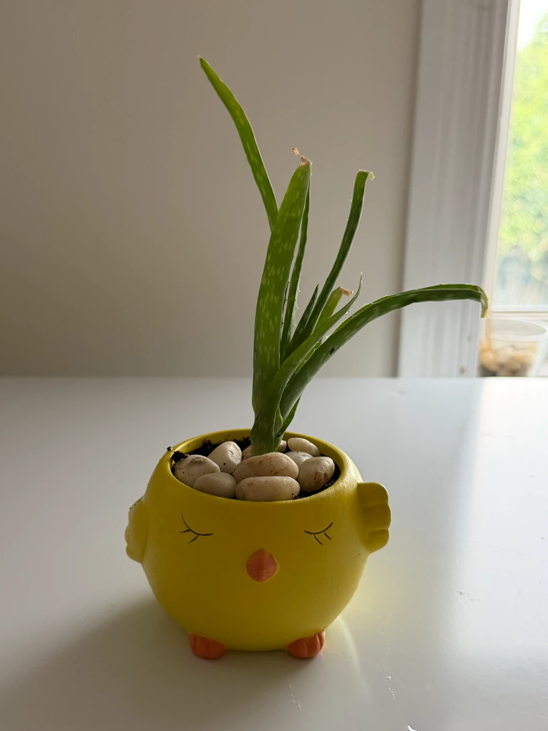 Cute Animal Planters with Aloe Vera Plant - photo 2