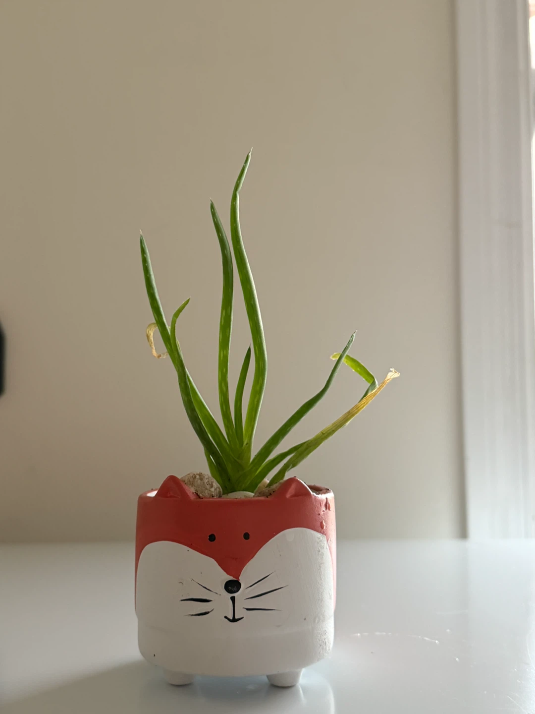 Cute Animal Planters with Aloe Vera Plant - photo 3