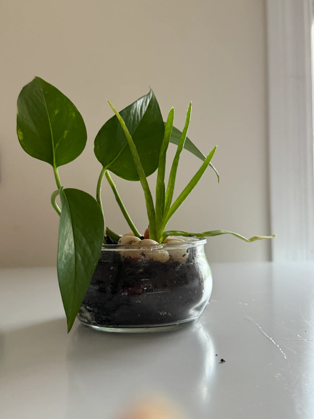 Cute Animal Planters with Aloe Vera Plant - photo 4