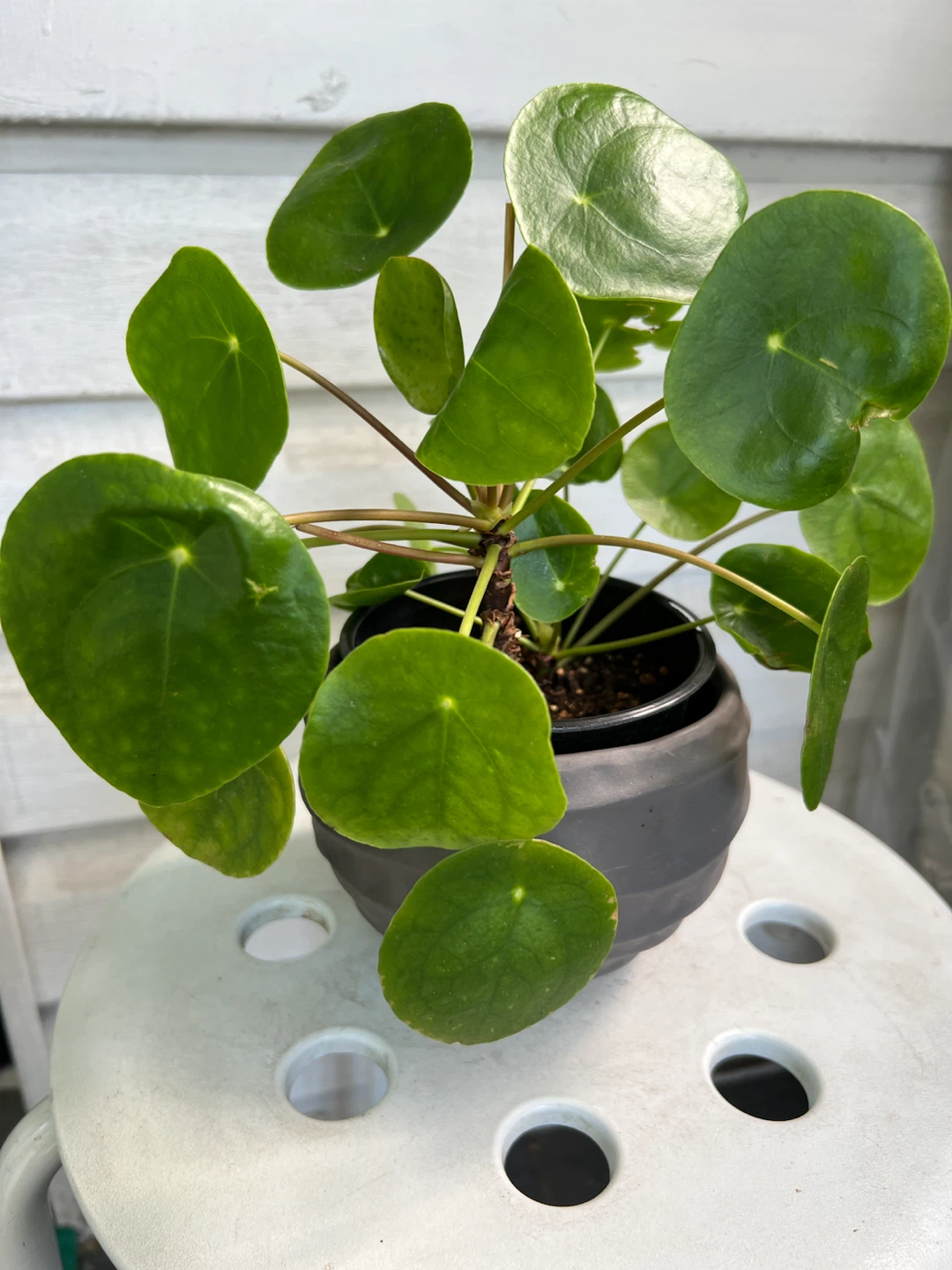 Chinese Money Plant (Pilea Peperomioides)