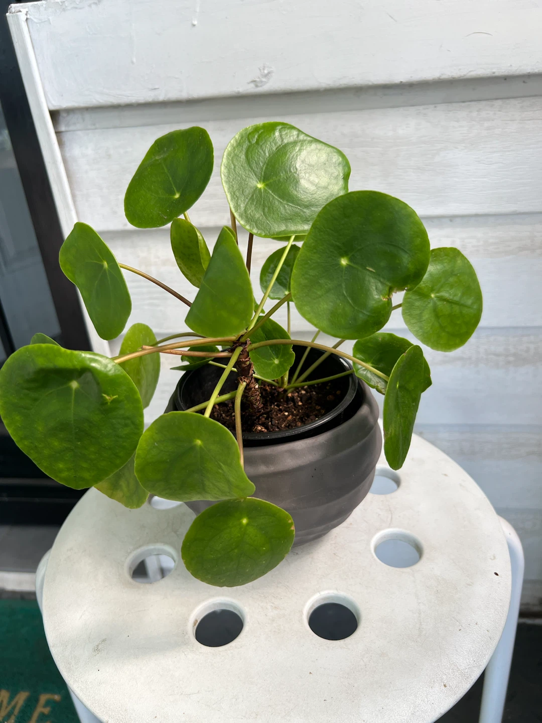 Chinese Money Plant (Pilea Peperomioides) - photo 2