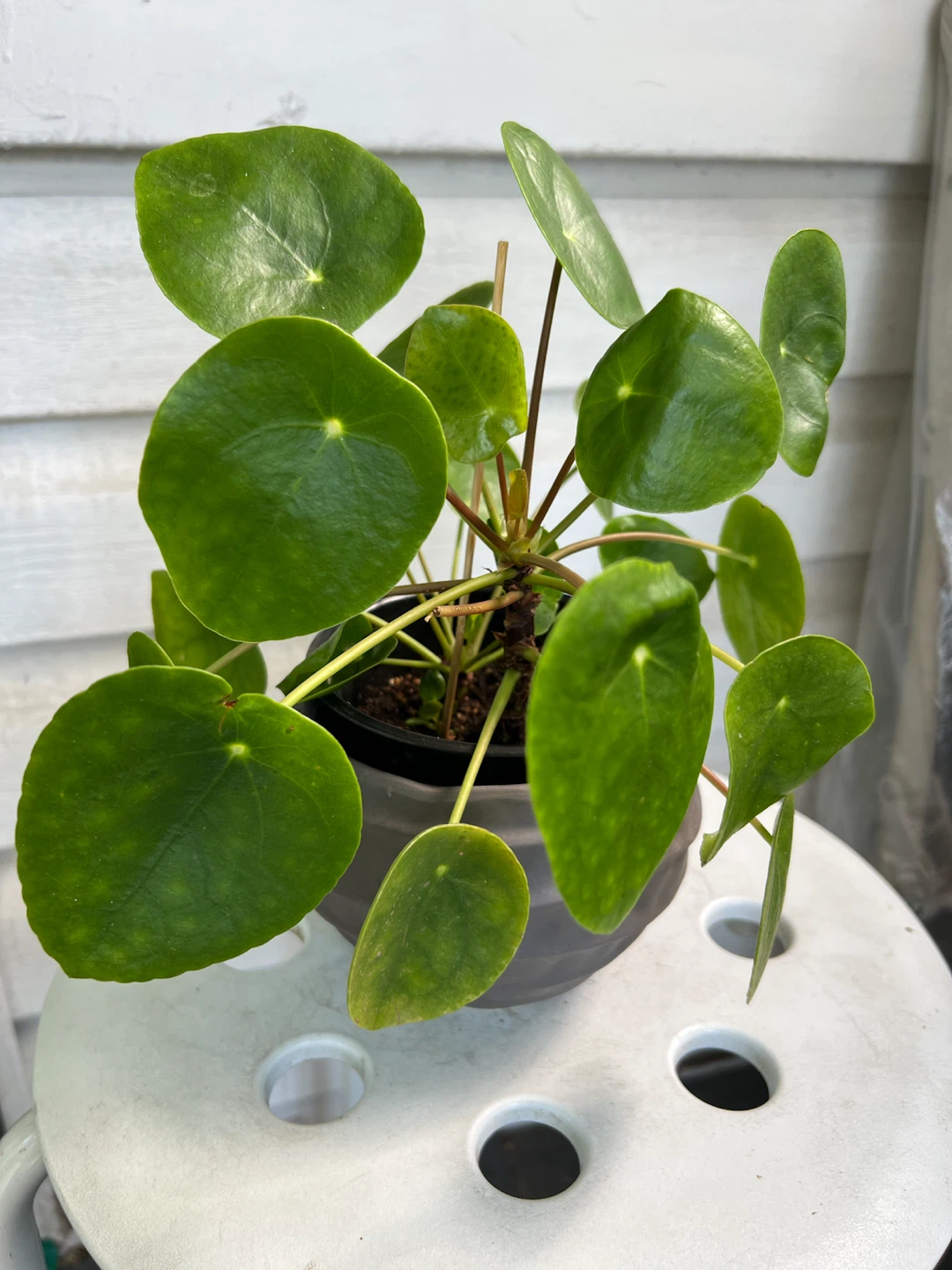 Chinese Money Plant (Pilea Peperomioides) - photo 3