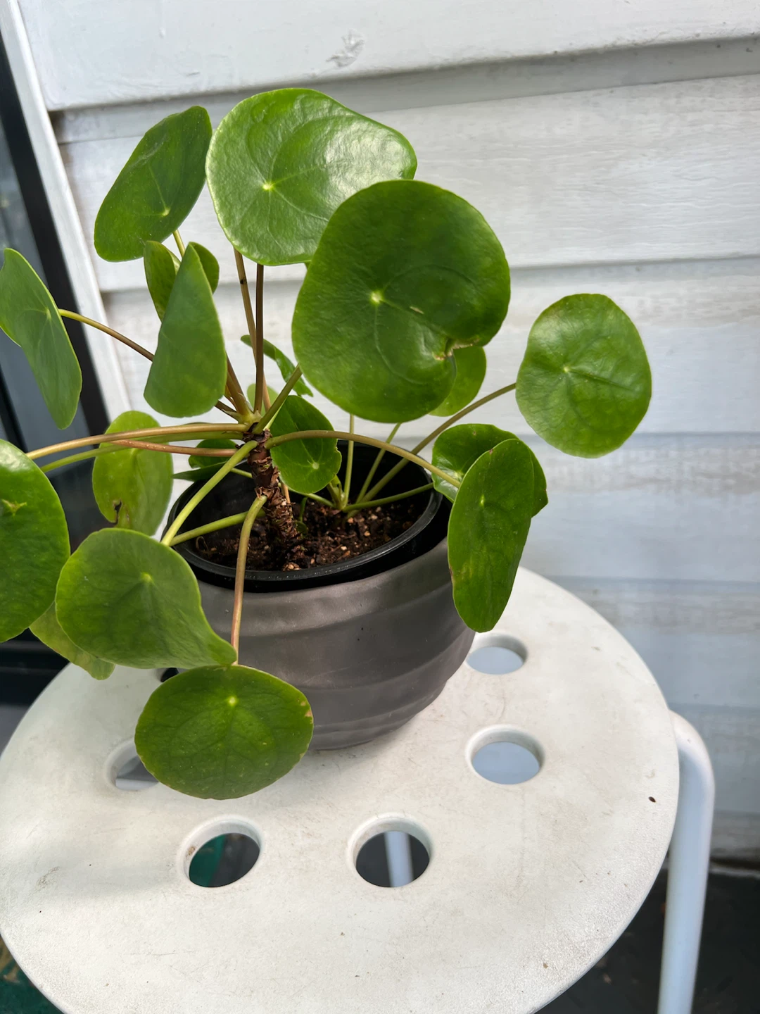 Chinese Money Plant (Pilea Peperomioides) - photo 4