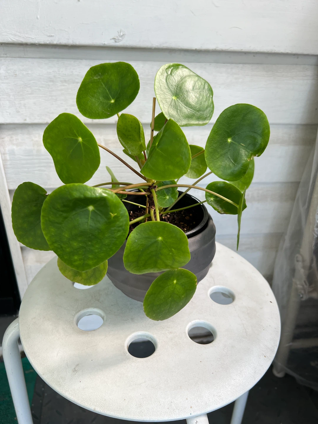 Chinese Money Plant (Pilea Peperomioides) - photo 5