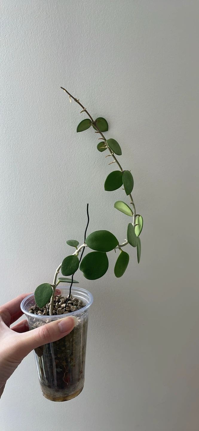 Hoya Nummularioides Plant