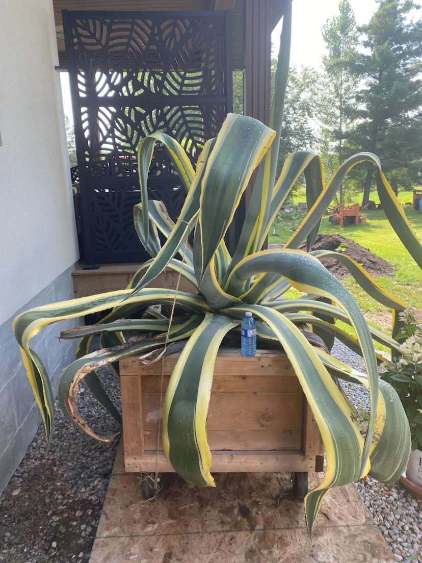 Agata plant