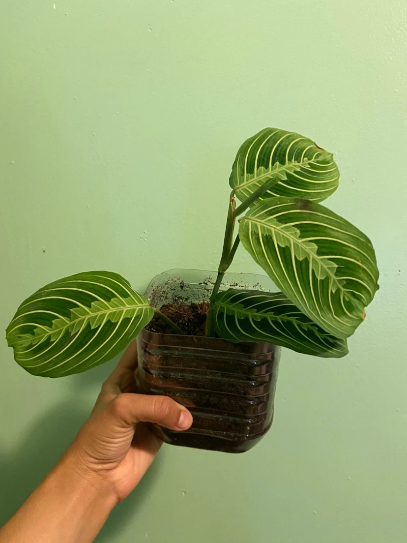 Maranta Plant