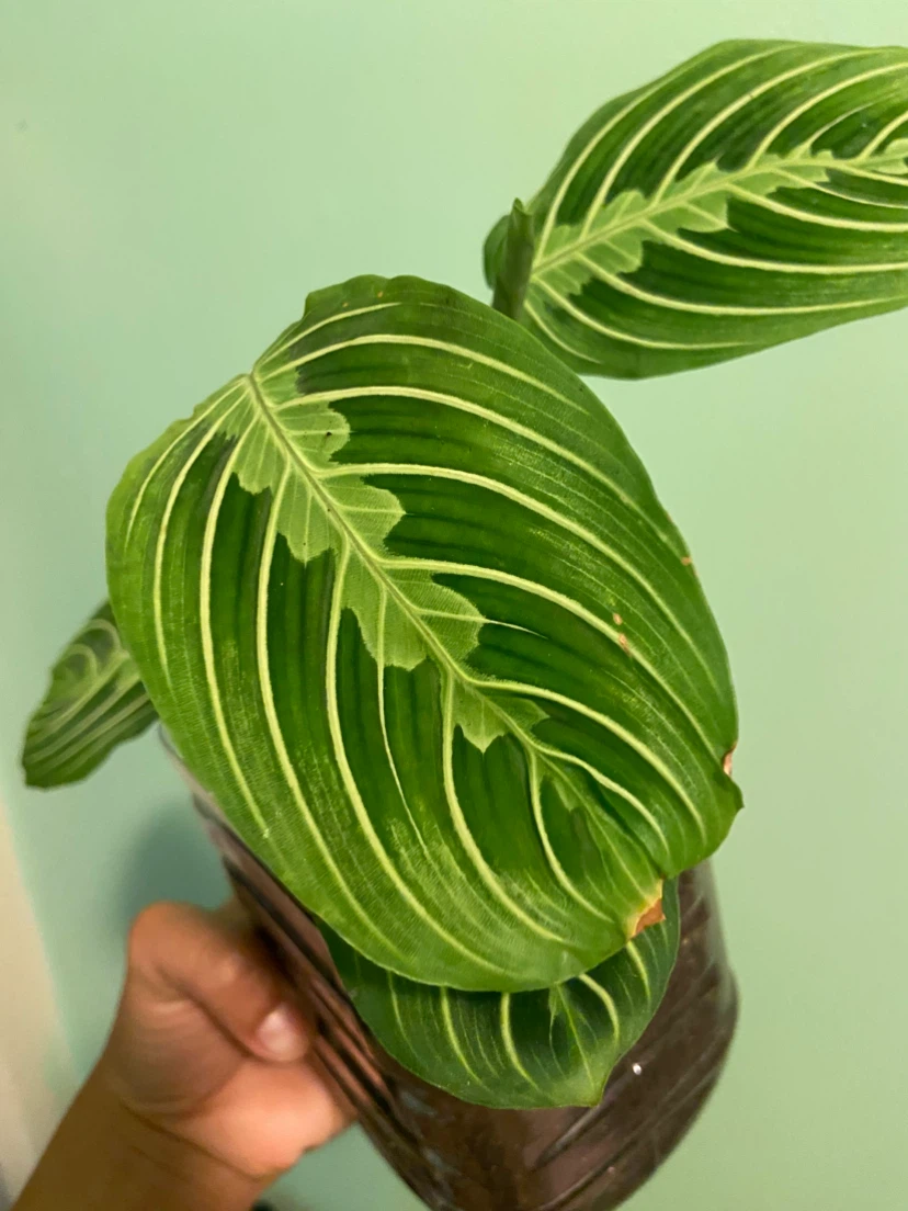 Maranta Plant - photo 2