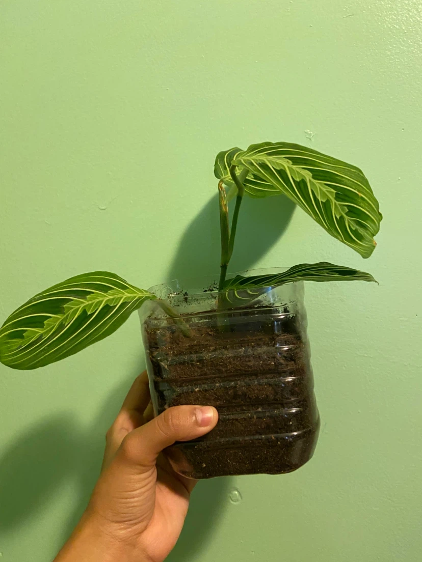 Maranta Plant - photo 3