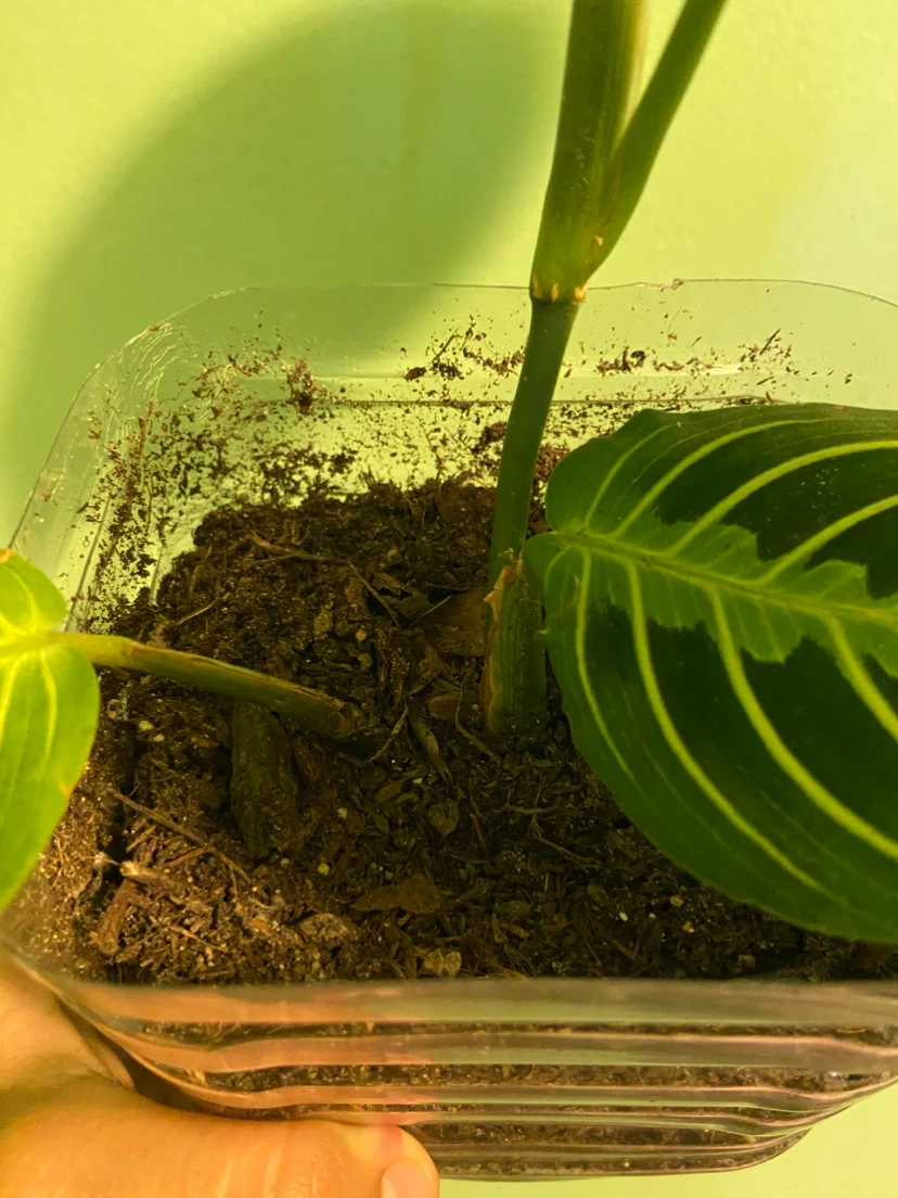 Maranta Plant - photo 4