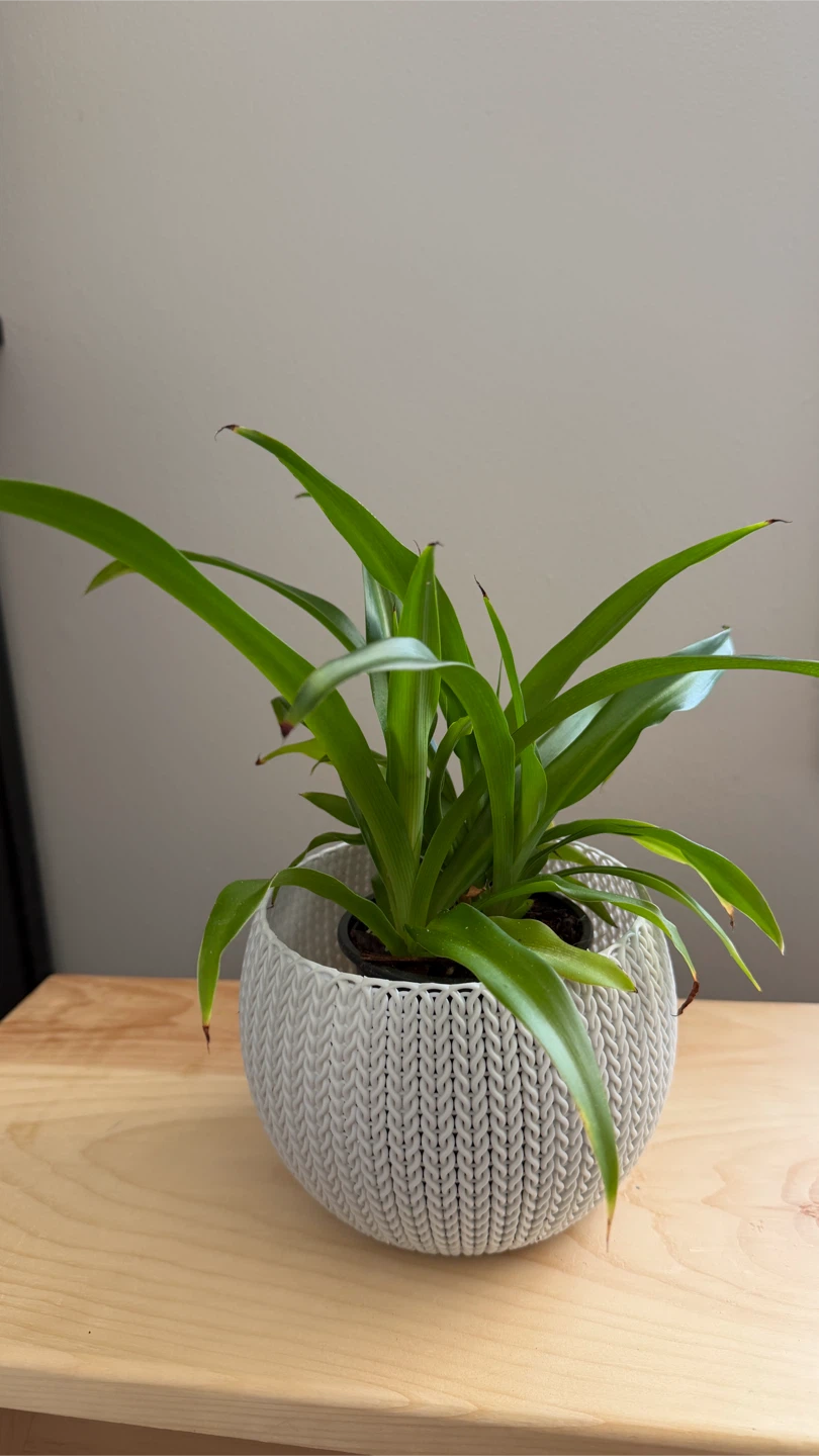 Live Plant in Decorative Grey Pot