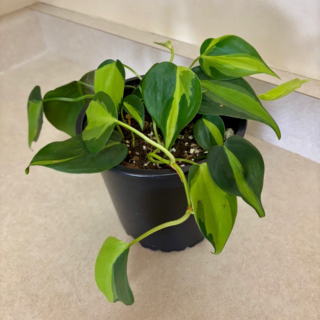 Philodendron Brasil Plant 6”