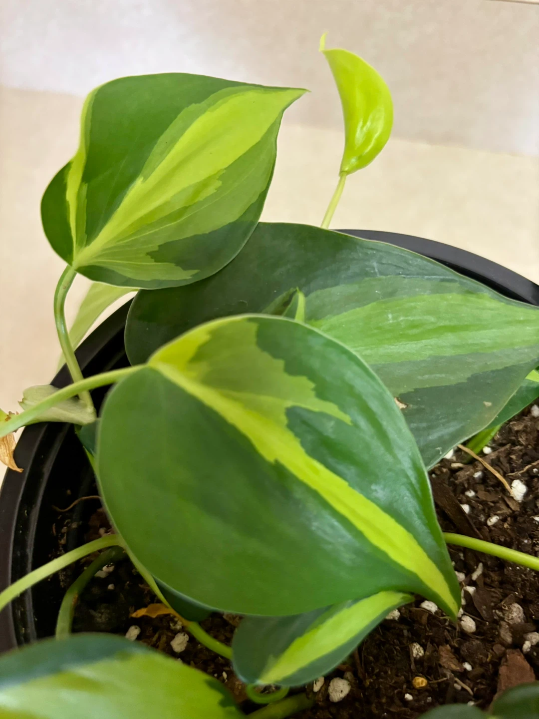 Philodendron Brasil Plant 6” - photo 2