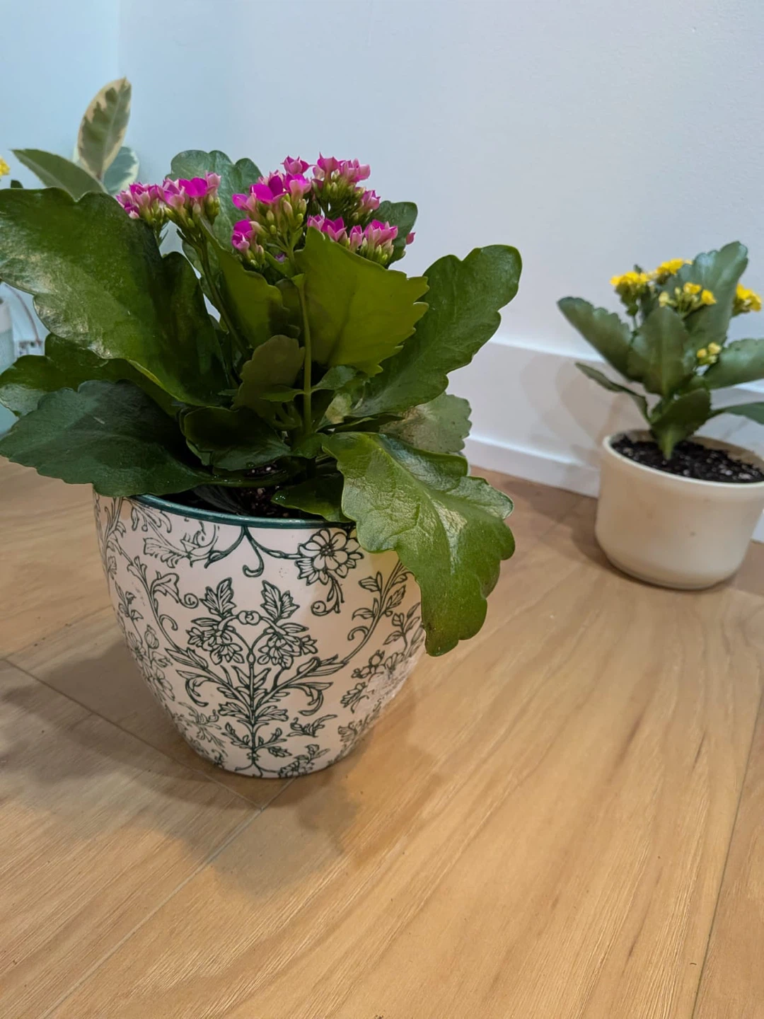 Kalanchoe Plant (indoor plant) with Flowers @ $20 each