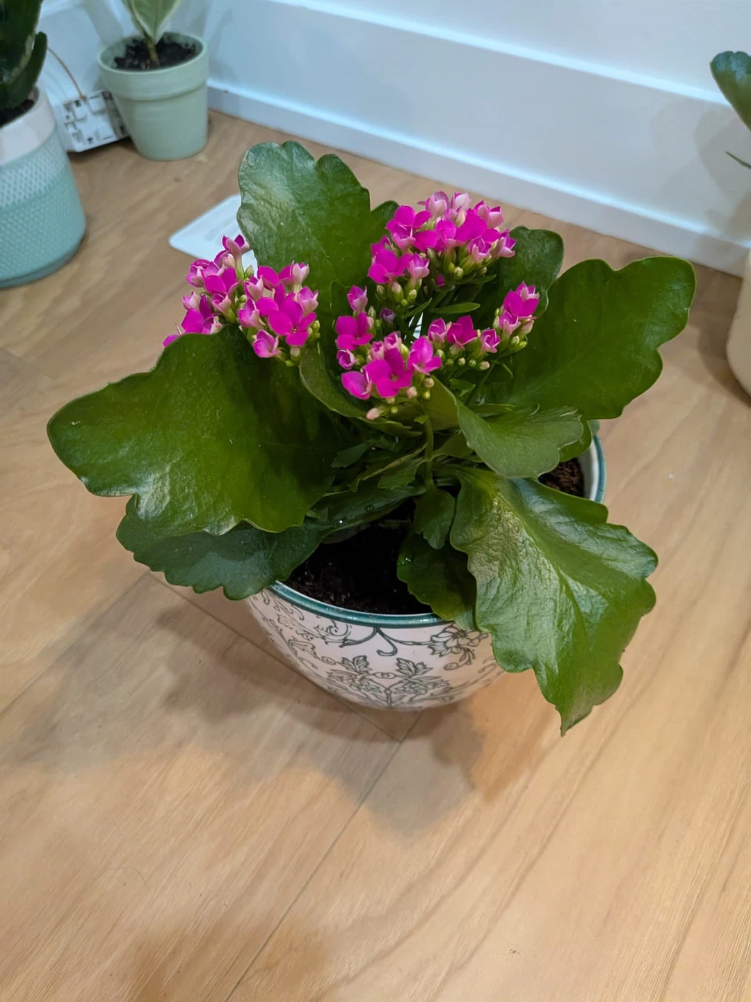 Kalanchoe Plant (indoor plant) with Flowers @ $20 each - photo 2