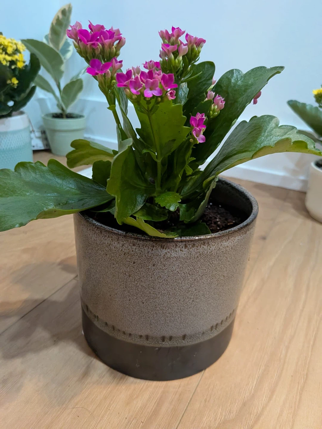 Kalanchoe Plant (indoor plant) with Flowers @ $20 each - photo 3