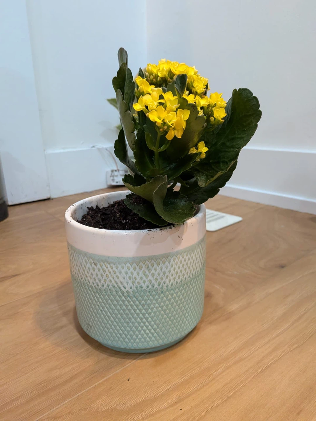 Kalanchoe Plant (indoor plant) with Flowers @ $20 each - photo 4