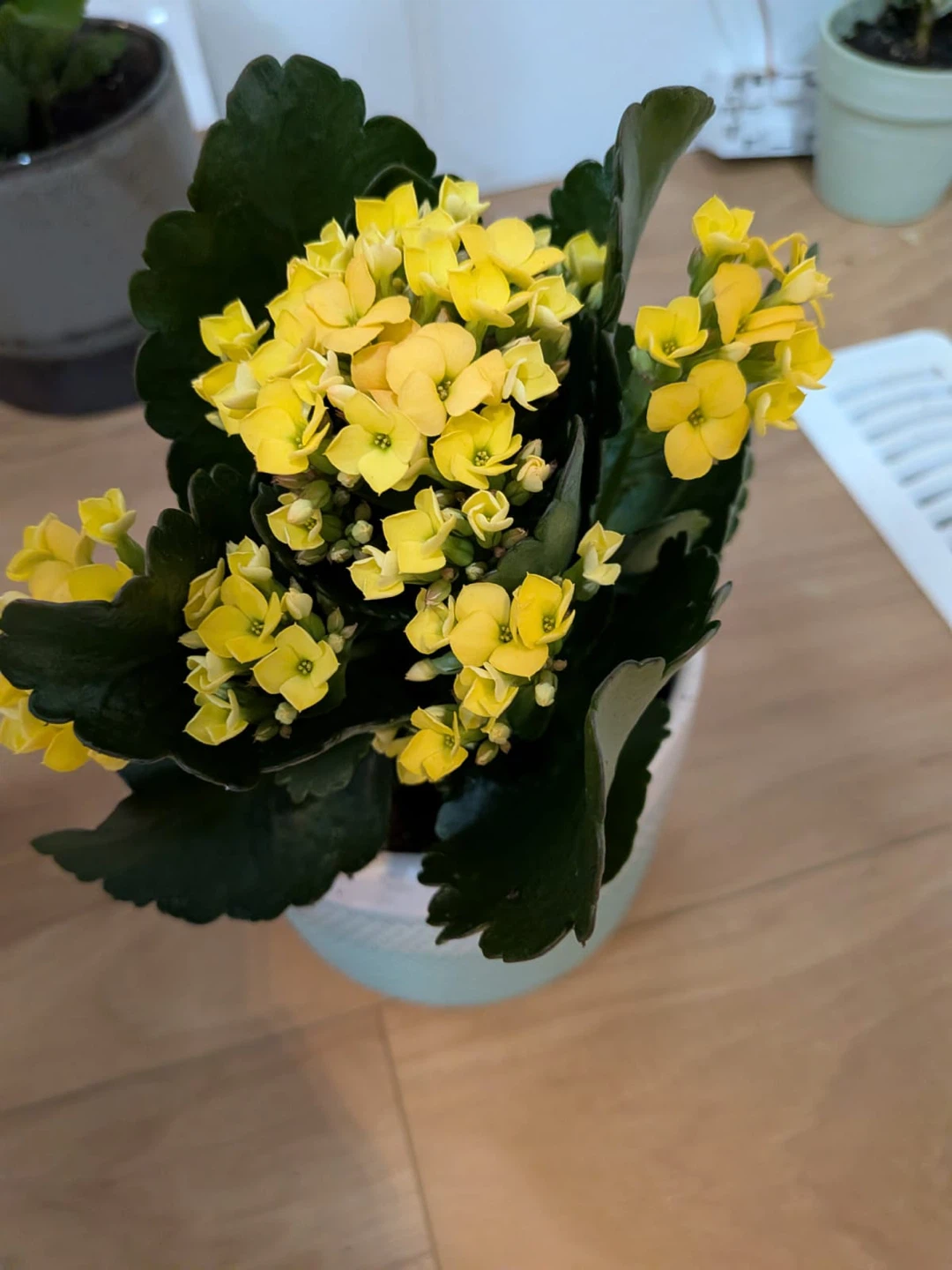 Kalanchoe Plant (indoor plant) with Flowers @ $20 each - photo 5