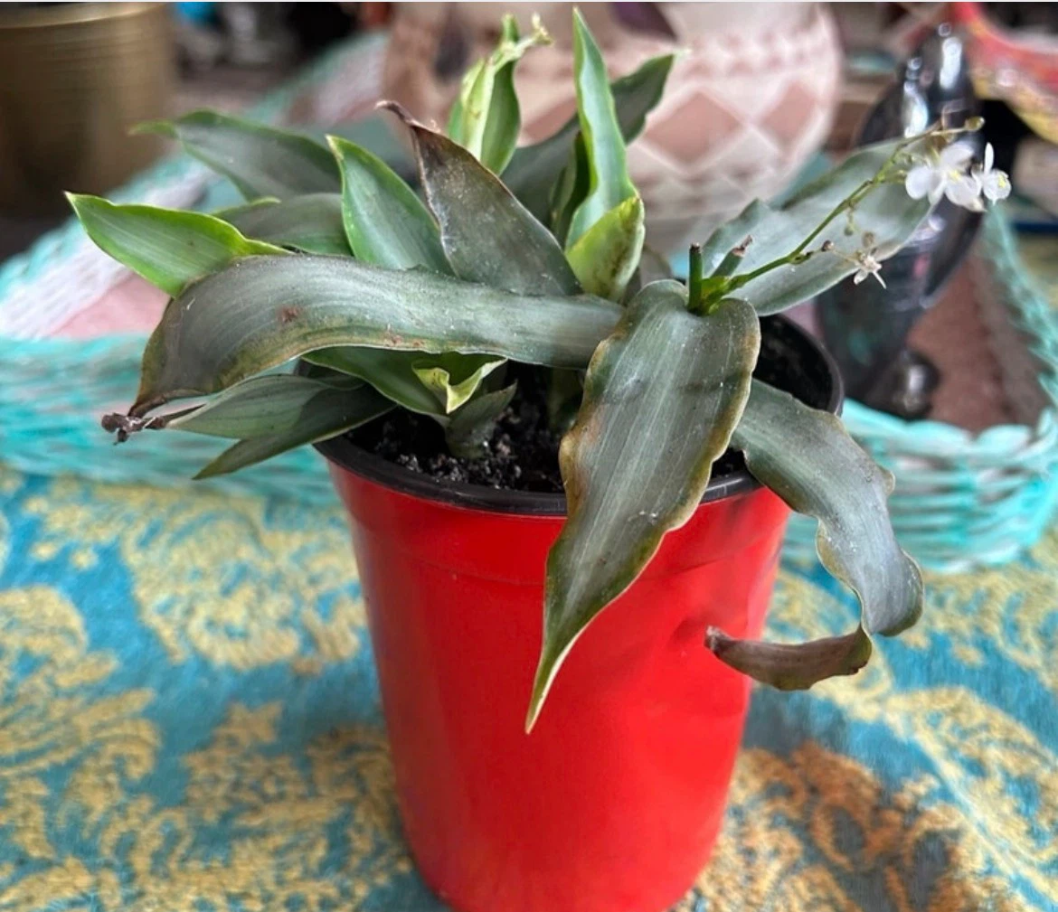 Callisia fragans Plant in Orange Pot