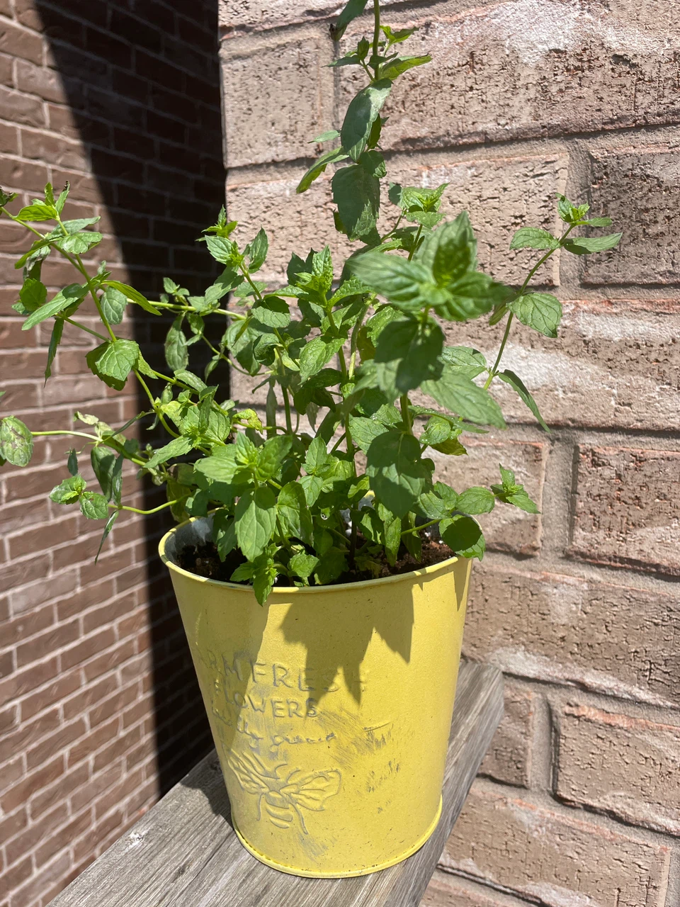 Potted Mint Plant