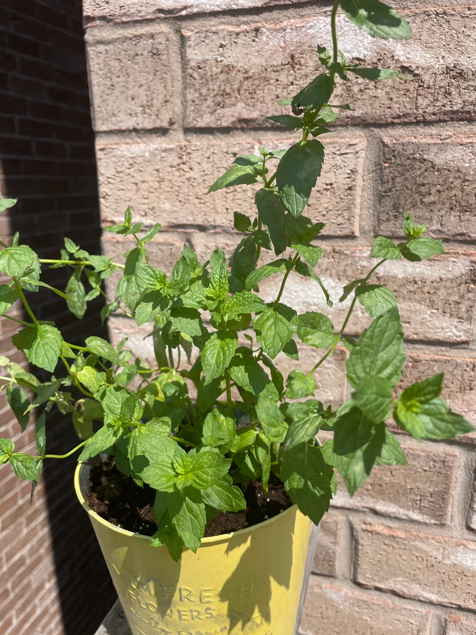 Potted Mint Plant - photo 2