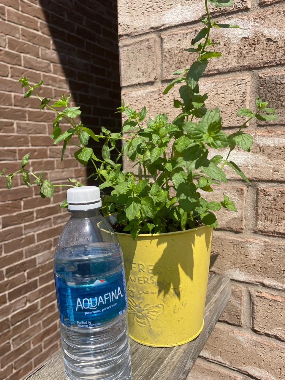 Potted Mint Plant - photo 3