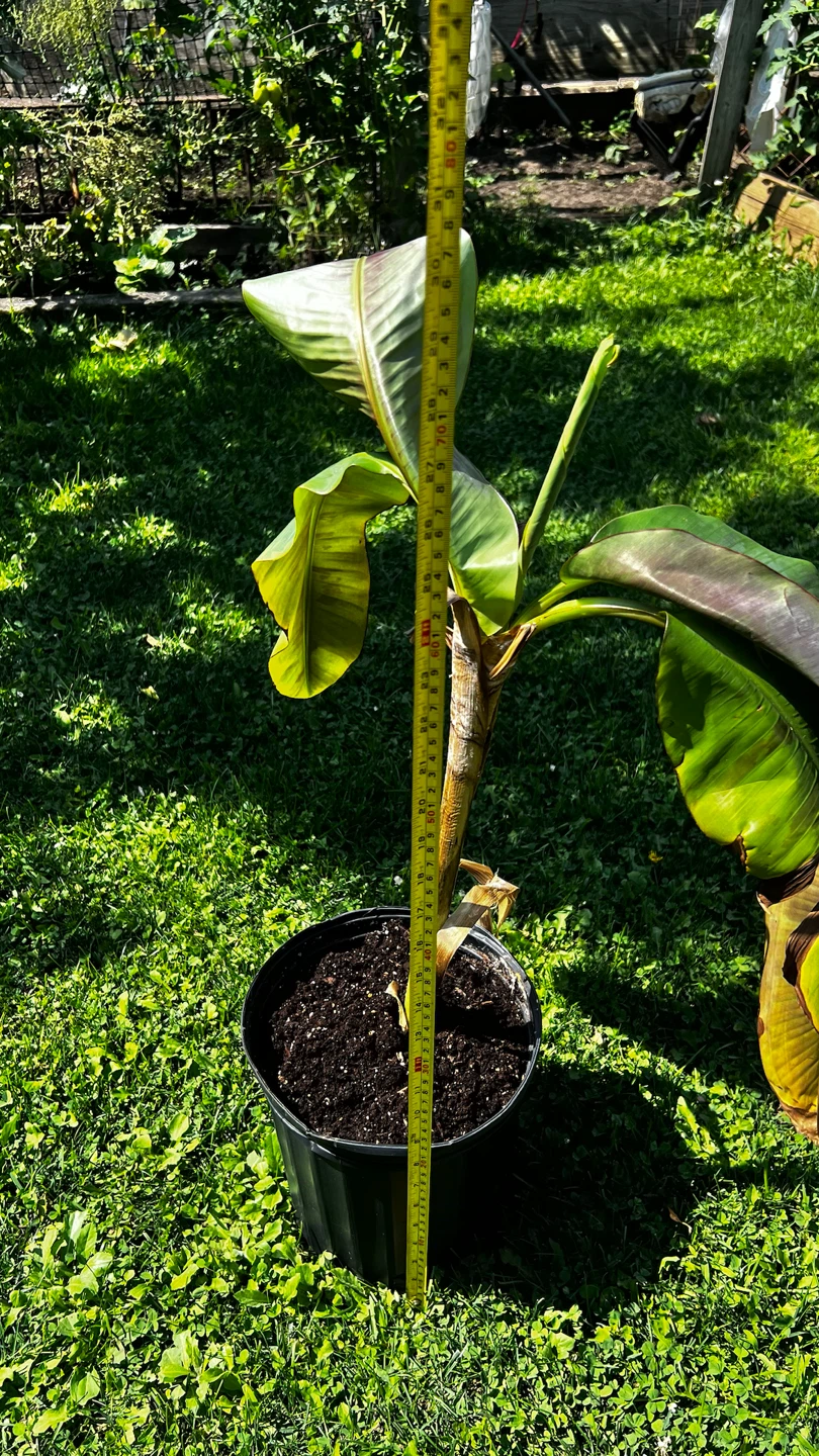Banana Plant in Pot