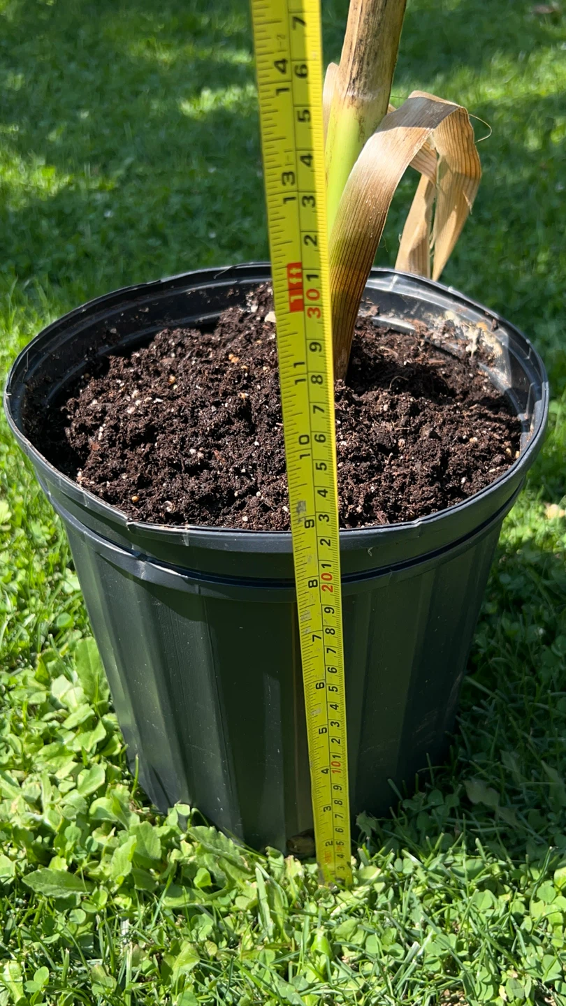 Banana Plant in Pot - photo 2