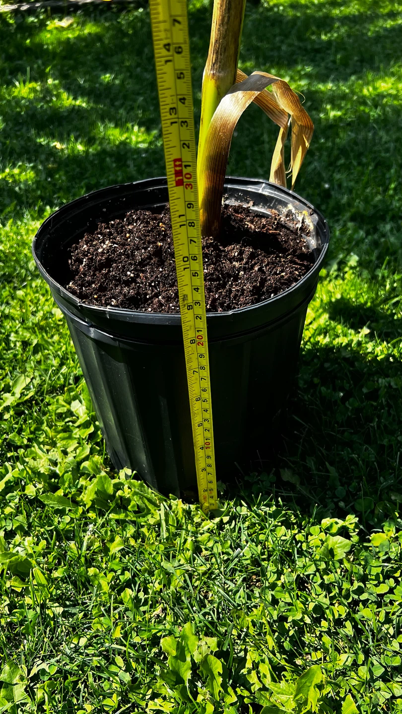Banana Plant in Pot - photo 3