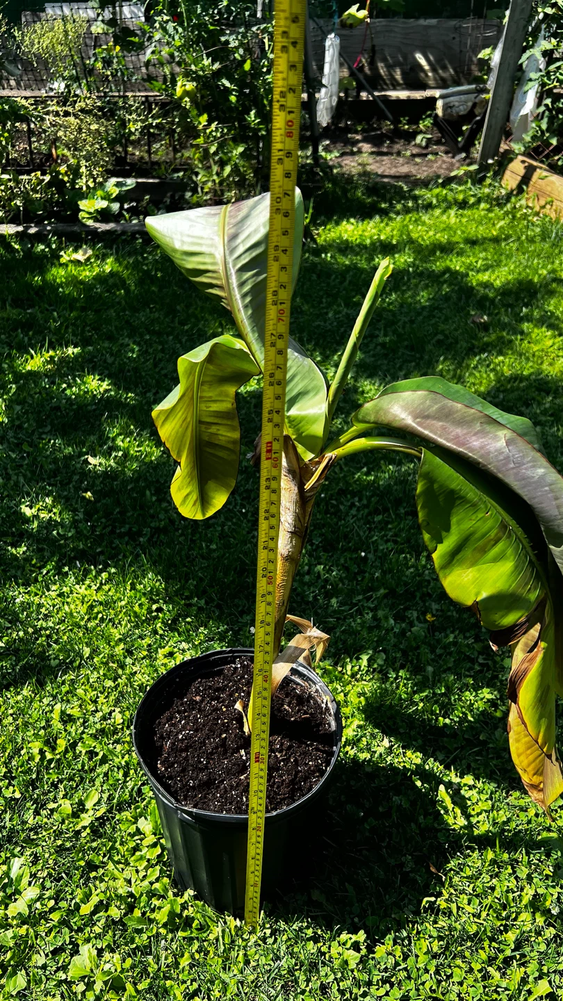 Banana Plant in Pot - photo 4