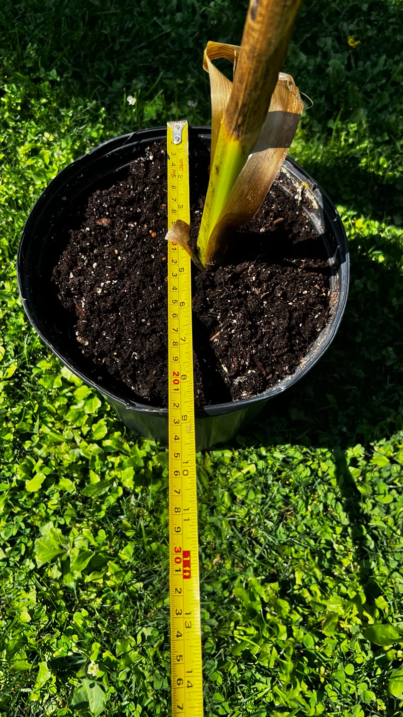 Banana Plant in Pot - photo 5
