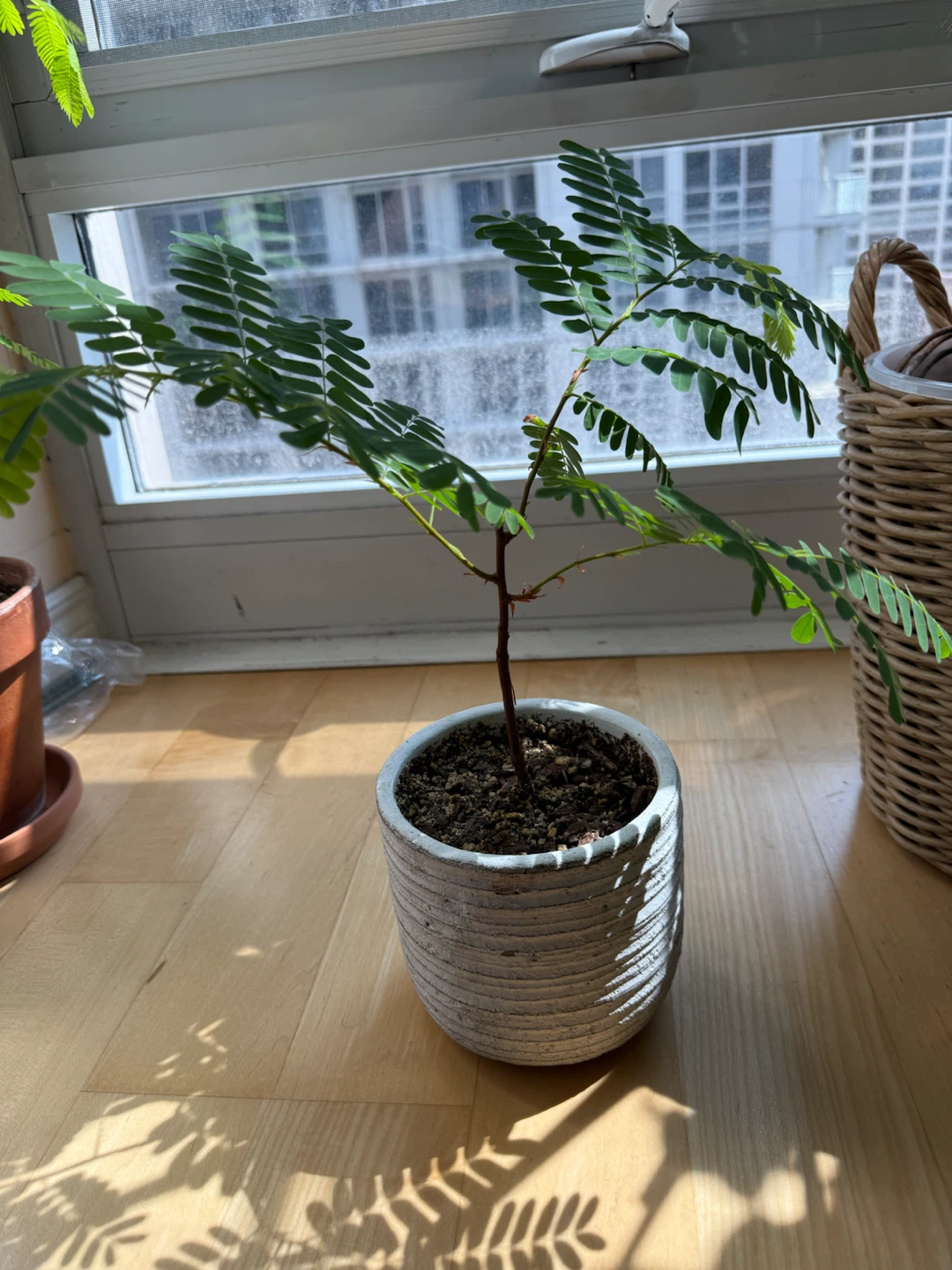Tamarind Plant in Textured Ceramic Pot