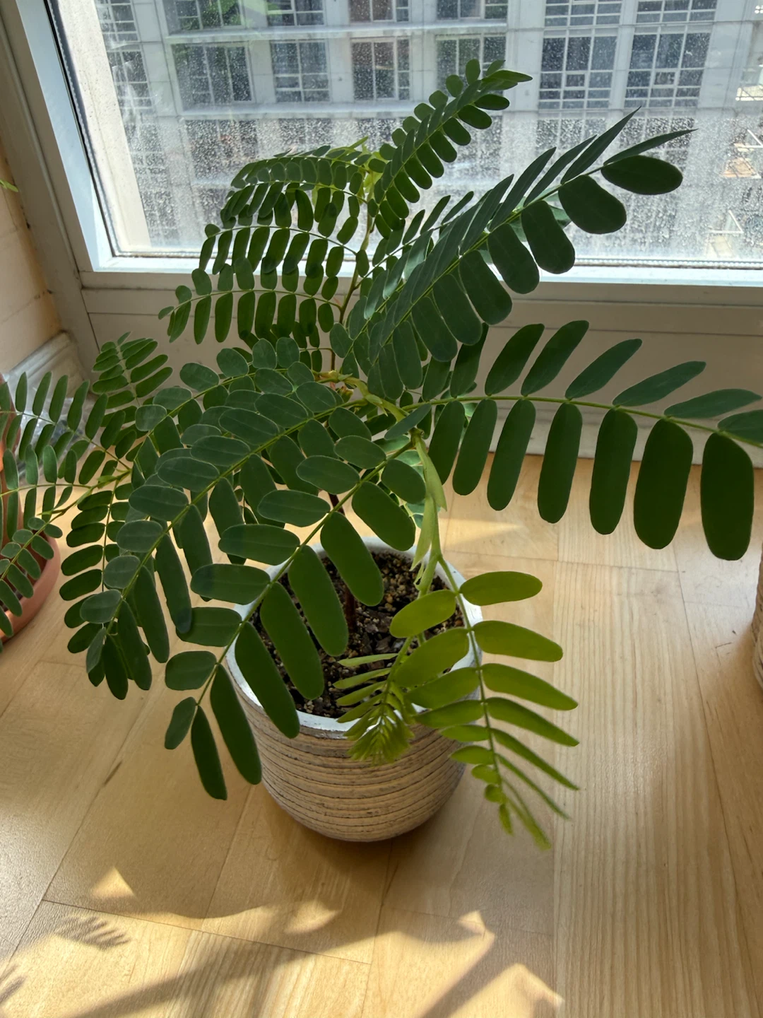 Tamarind Plant in Textured Ceramic Pot - photo 2