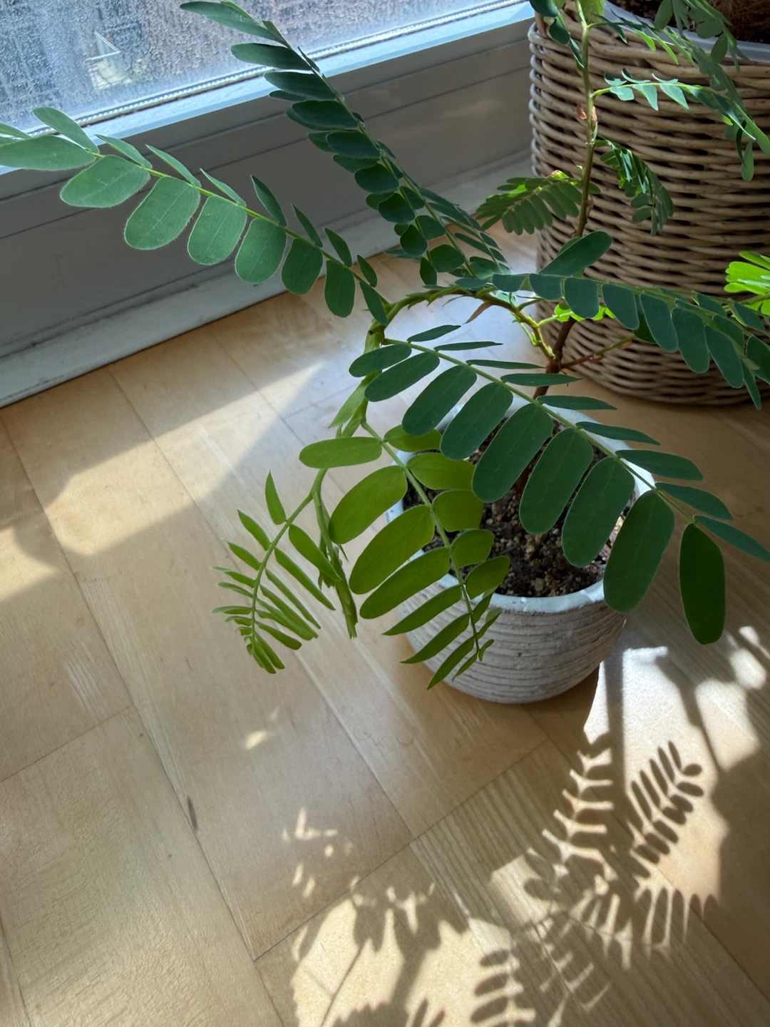 Tamarind Plant in Textured Ceramic Pot - photo 3