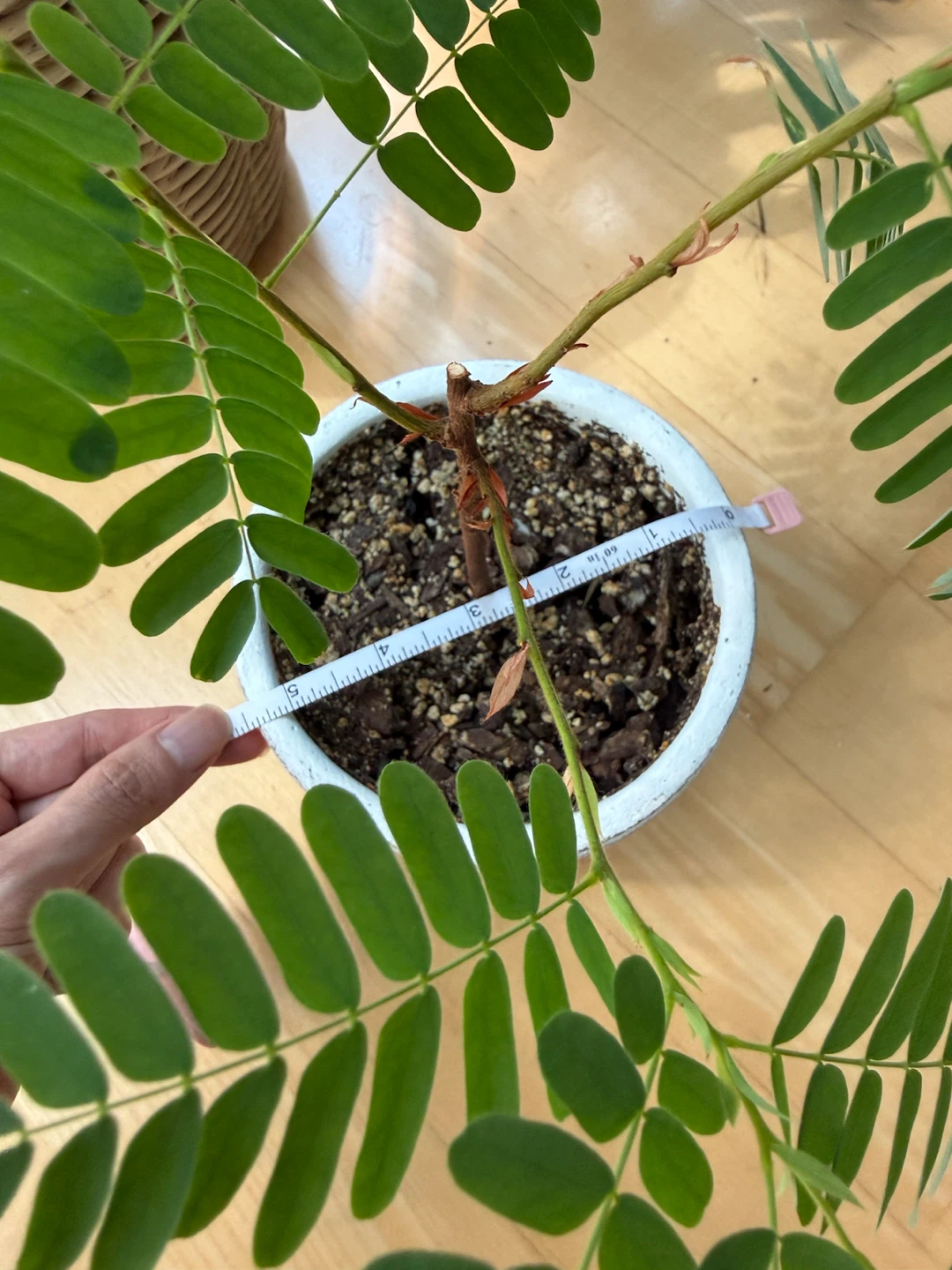 Tamarind Plant in Textured Ceramic Pot - photo 4