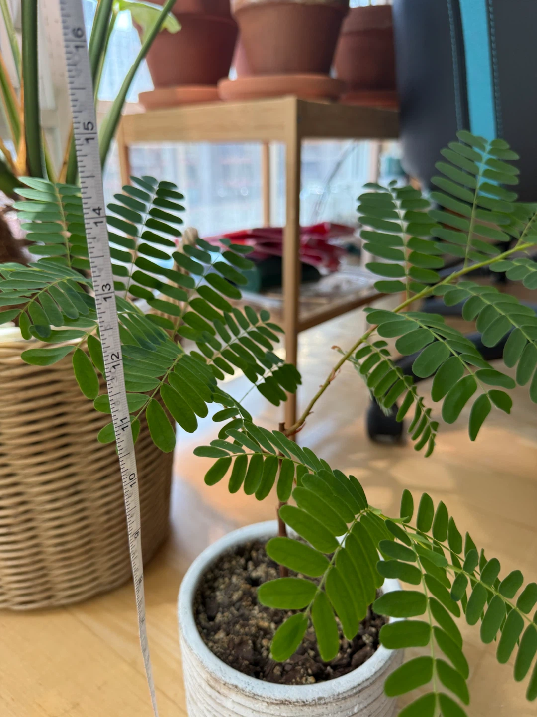 Tamarind Plant in Textured Ceramic Pot - photo 5