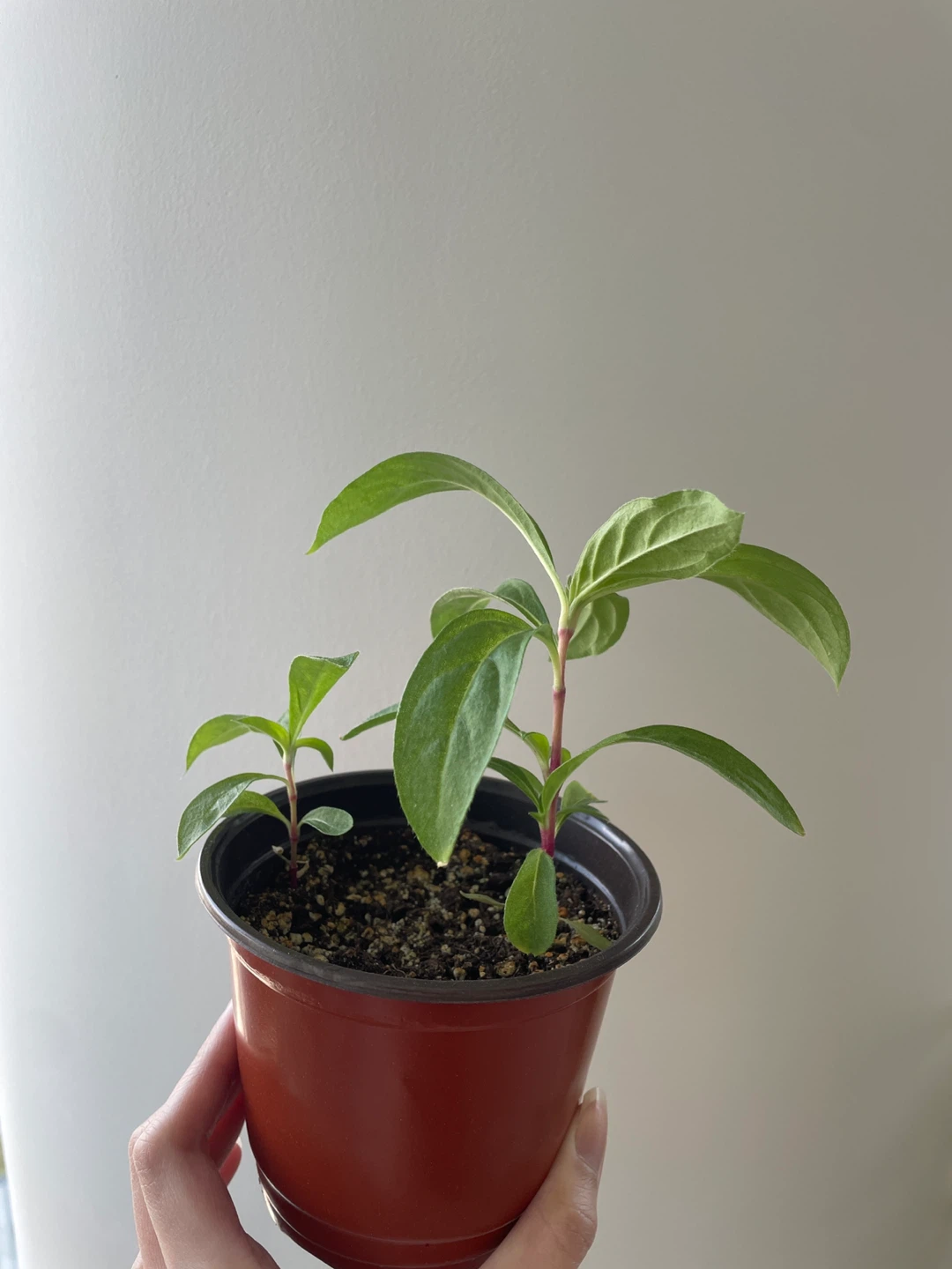 Gomphrena/Globe Amaranth flower seedlings - photo 3